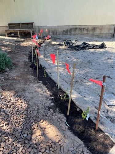 row of plants